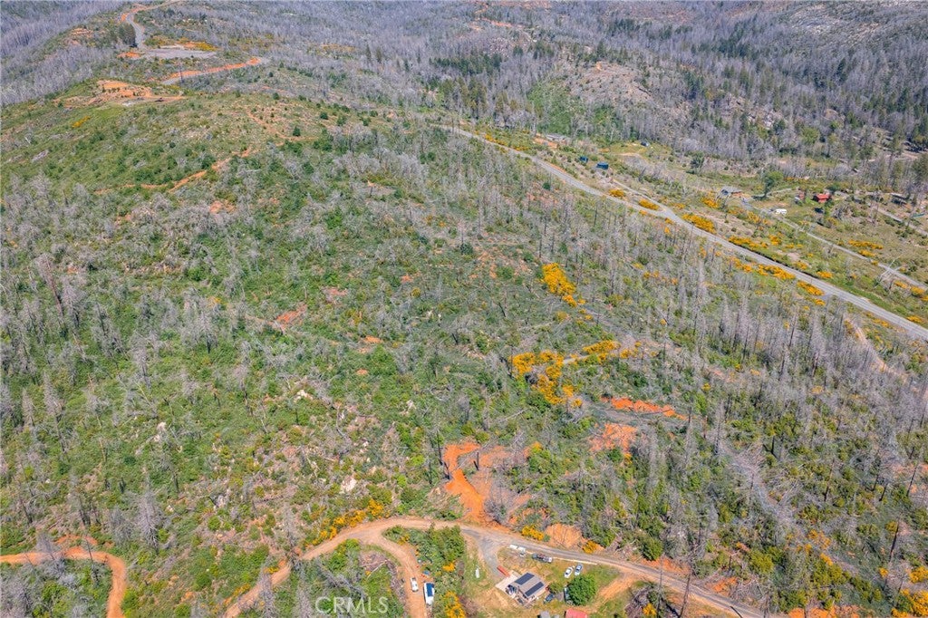 0 Pavlik Pines