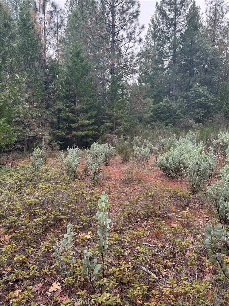 1 Old Forbestown Road