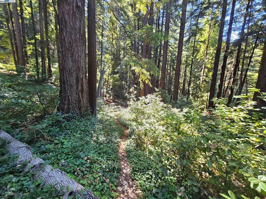 Tucked into the tranquil forested hills of Woodside, this serene 5.64-acre parcel offers an immersive escape into nature. Surrounded by mature trees, quiet trails, and peaceful open space, the property is perfect for those seeking solitude, fresh air, and natural beauty—just minutes from the 280 freeway and an easy route to Silicon Valley.  Enjoy hiking, biking, or simply relaxing beneath the canopy in a setting that feels miles away from it all. This property is ideal for buyers who value privacy, recreation, and a deep connection to the outdoors.  Adjacent 13.72-acre parcel also available (APN 075-220-280) offering a rare opportunity to acquire over 19 acres of pristine forest land in one of the Bay Area’s most desirable rural communities.