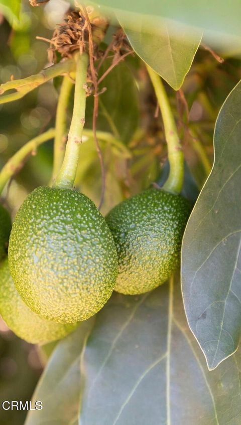 Tiny photo for 4620 Casitas Pass Road, Ventura, CA 93001 (MLS # V1-29098)