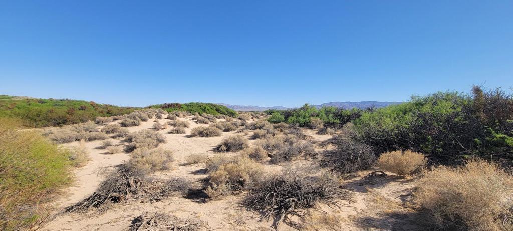 Rare 10 acres with beautiful mesquite fauna, graded pad and power! This hidden pocket neighborhood of East Desert Heights is adorned with small dunes and large green mesquite bushes. Ideal for a designer compound. This private setting is the perfect hideaway. Yet less than 10 minutes to restaurants and a convenience store. More celebrities, artists and musicians are calling 29 Palms home than ever before. Close to the Marine Base and more amenities in downtown 29 Palms. Starry nights. Horse property. Amazing sunsets where the mountains to the east often glow red in the last light of the day. Just 21 miles to the Joshua Tree National Monument's 29 Palms gate. Almost 3 million tourists visited the park annually. Hot vacation rental area. Short drive to the Tortoise Rock Casino, Copper Mtn College, the 29 Palms Theatre, and the ancient oasis of Mara. Picturesque mountain landscapes of the Bullion Mtns, the Sheephole Mtns, the Little San Bernardino Mtns, and snow caps on Mt San Gorgonio. 54 miles to Palm Springs. 147 miles to downtown Los Angeles. For all questions on building and usage call the city planning dept. For all questions on utilities, call the appropriate utilities agencies. Don't Wait - Call Now!! APN: 0634-051-08-0000 Address is assigned.