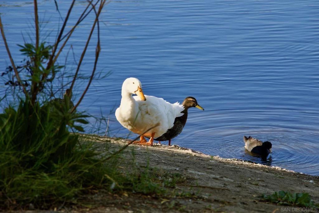 Lakeside - Residential