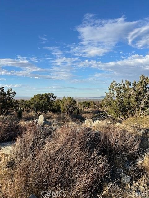 0 Yucca