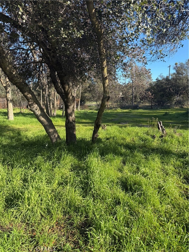 3606 Oleander