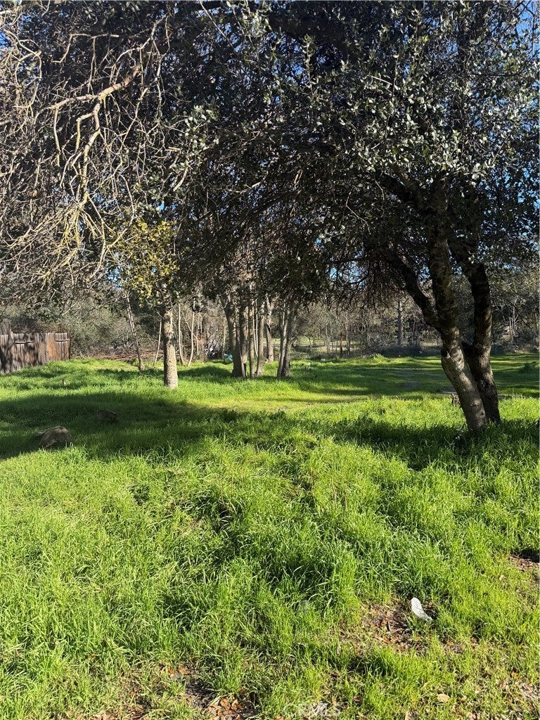 3606 Oleander