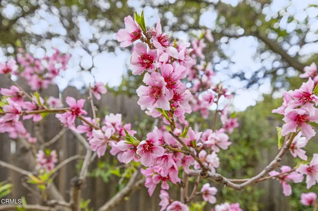 Ojai, California 93023, United States, 2 Bedrooms Bedrooms, ,2 BathroomsBathrooms,Residential,Contingent,104726