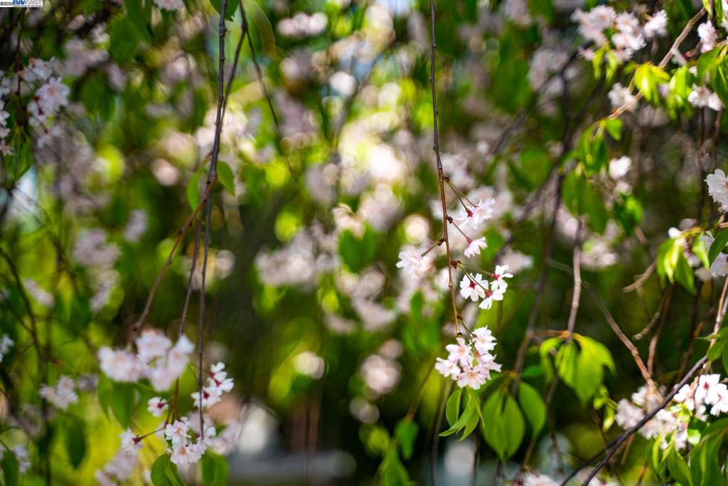 EL PINTADO - Residential