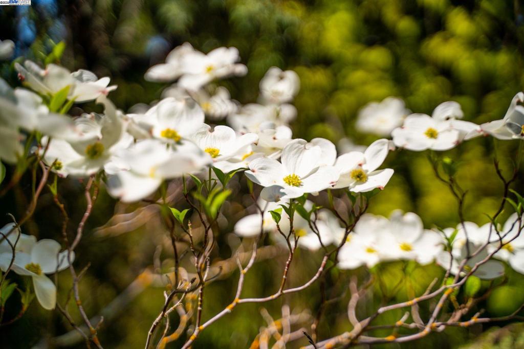 EL PINTADO - Residential