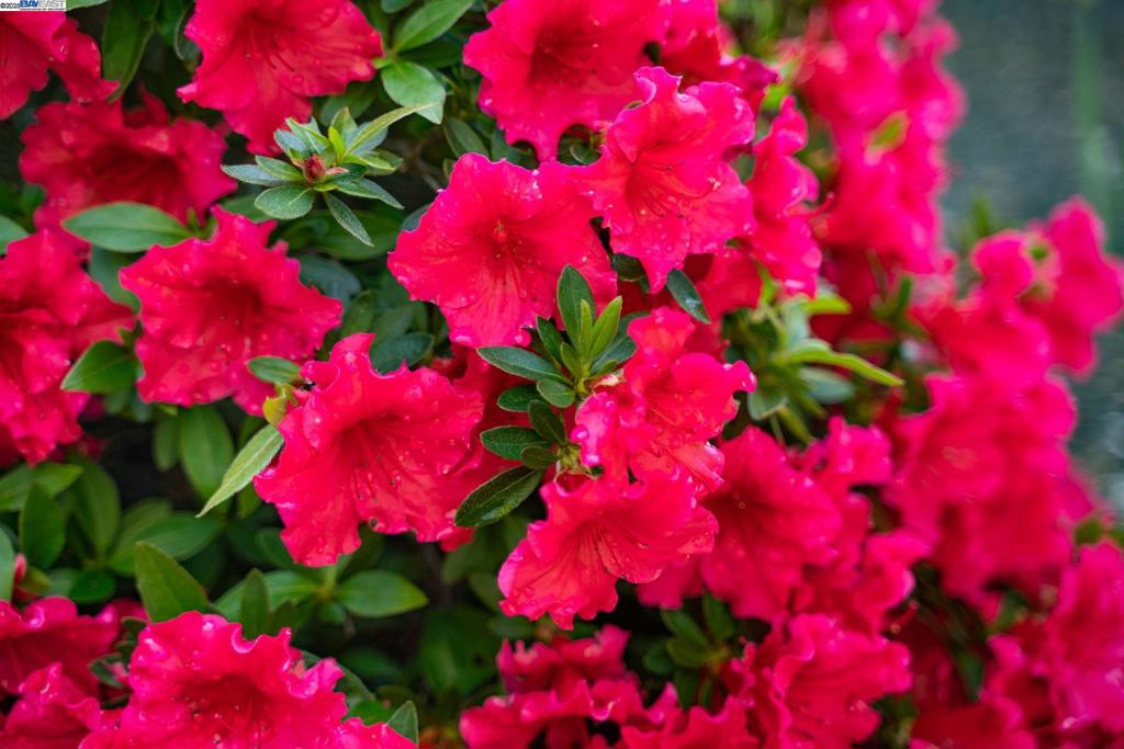 EL PINTADO - Residential