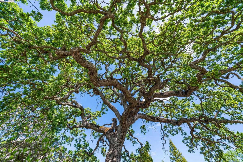 EL PINTADO - Residential