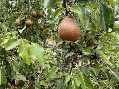 Tiny photo for 24854 Skyland Road, Los Gatos, CA 95033 (MLS # ML82037619)