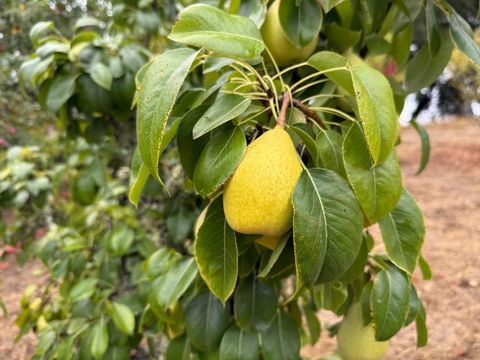 Tiny photo for 24854 Skyland Road, Los Gatos, CA 95033 (MLS # ML82037619)