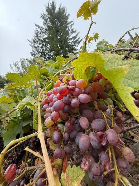 Tiny photo for 24854 Skyland Road, Los Gatos, CA 95033 (MLS # ML82037619)