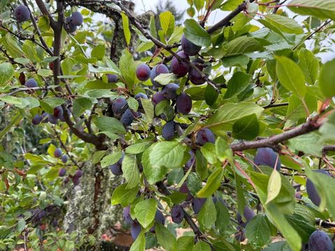 Tiny photo for 24854 Skyland Road, Los Gatos, CA 95033 (MLS # ML82037619)