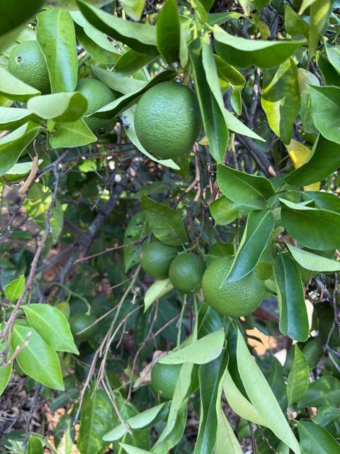 Tiny photo for 24854 Skyland Road, Los Gatos, CA 95033 (MLS # ML82037619)