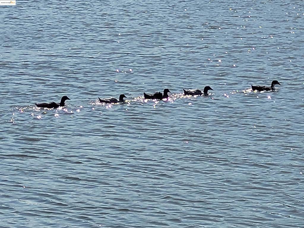 OAKLEY - Residential