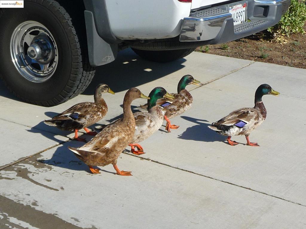 OAKLEY - Residential