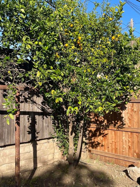 Tiny photo for 121 E Warner St St, Ventura, CA 93001 (MLS # NDP2600298)