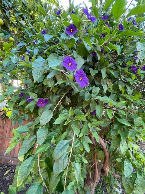 Tiny photo for 121 E Warner St St, Ventura, CA 93001 (MLS # NDP2600298)