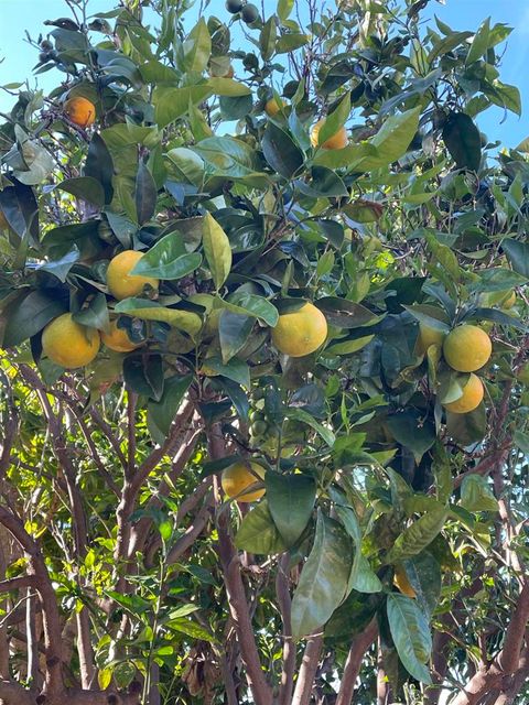 Tiny photo for 121 E Warner St St, Ventura, CA 93001 (MLS # NDP2600298)