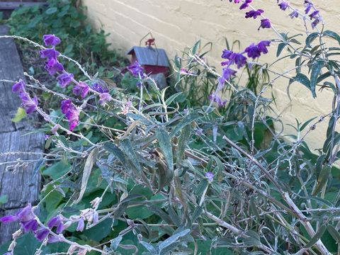 Tiny photo for 121 E Warner St St, Ventura, CA 93001 (MLS # NDP2600298)