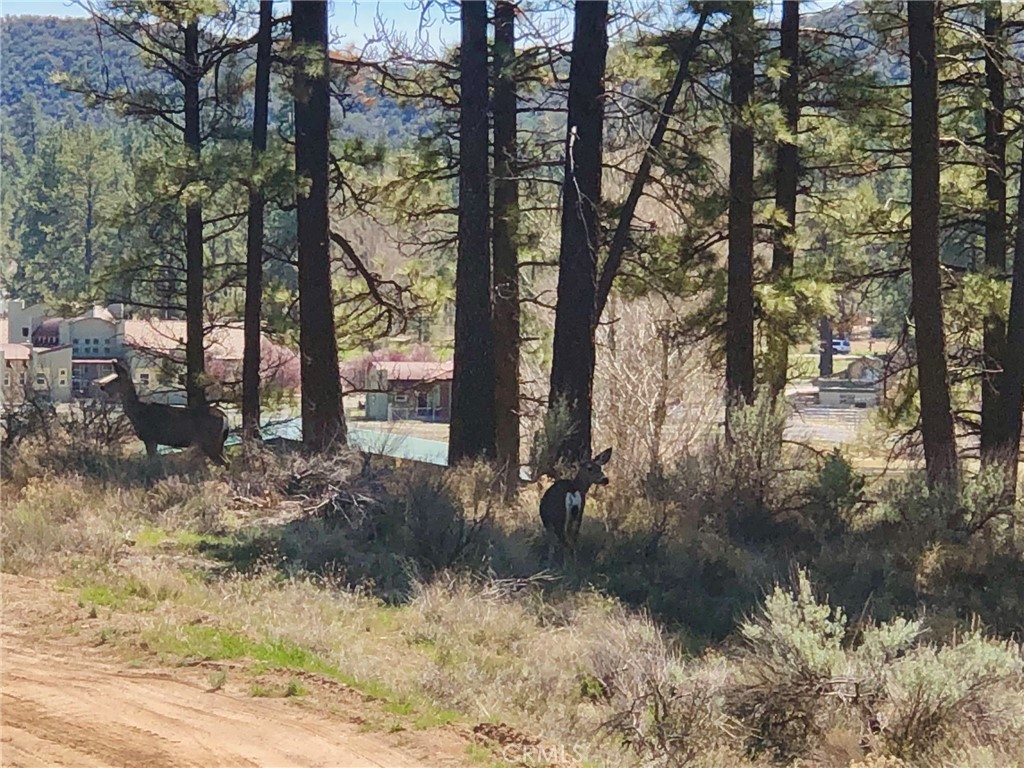 Thomas Mountain (32610) - Land