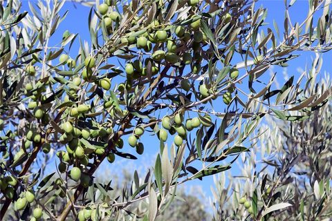 Tiny photo for 6320 Von Dollen Road, San Miguel, CA 93451 (MLS # NS25106354)