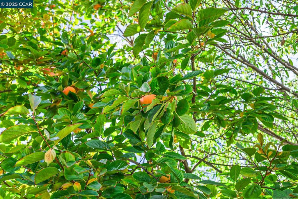 CARRIAGE SQUARE - Residential