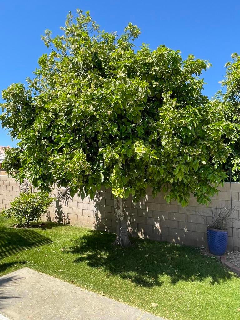 81620 Avenue 49 209b