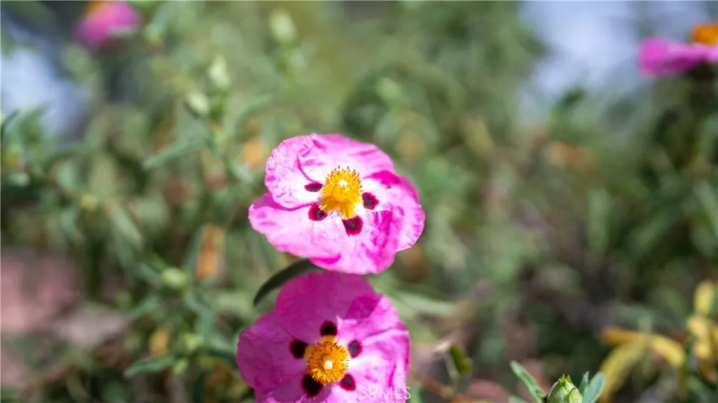 Pinon Hills, California 92372, United States, 4 Bedrooms Bedrooms, ,2 BathroomsBathrooms,Residential,Active,111263