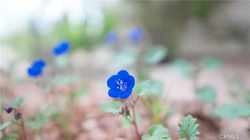 Pinon Hills, California 92372, United States, 4 Bedrooms Bedrooms, ,2 BathroomsBathrooms,Residential,Active,111263