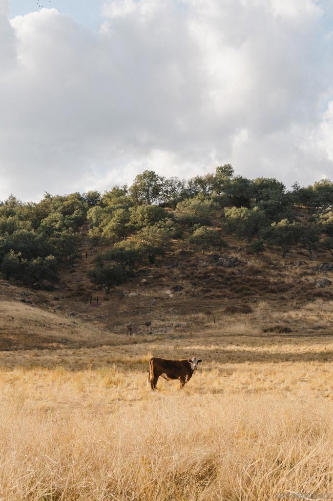 Santa Ysabel - Residential