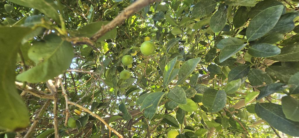 Not Applicable-1 - Land