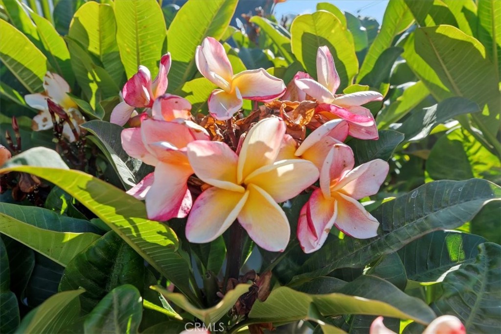 Leucadia - Residential