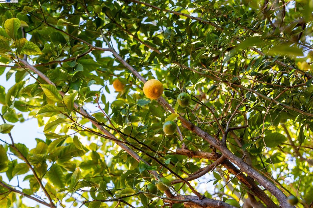 VILLAGE - Residential