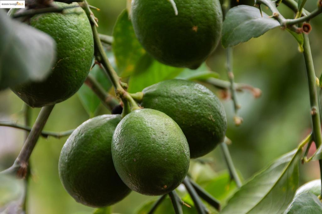 EL CERRITO - Residential