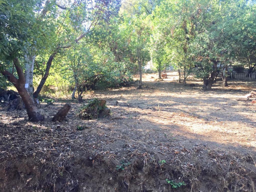 Private, serene 8538 s.f.(buyer to verify) lot available ready to build upon in the Los Trancos Woods neighborhood in Portola Valley. This property is located on a quiet cut-de-sac street, and features mature trees of oak, madrone, and bay, plus several plum trees. The lot sits up from the street--excellent for maximum privacy, and has a 12-14 degree slope in the probable building pad area. There are filtered Foothill Park and bay views from the top of the lot. If desired, the owner/architect will include unreviewed architectural plans for a 3 bedroom, 2.5 bath home he designed which responds appropriately to the sites design parameters. This design features a grade- recessed garage and entry level with a bedroom level above that. On the top floor, where the views and light are getting ever better, the homes living areas are located, with multiple decks. Up one more level, via a dramatic skylit stair, is the expansive rooftop deck, where the views will be at their very best.