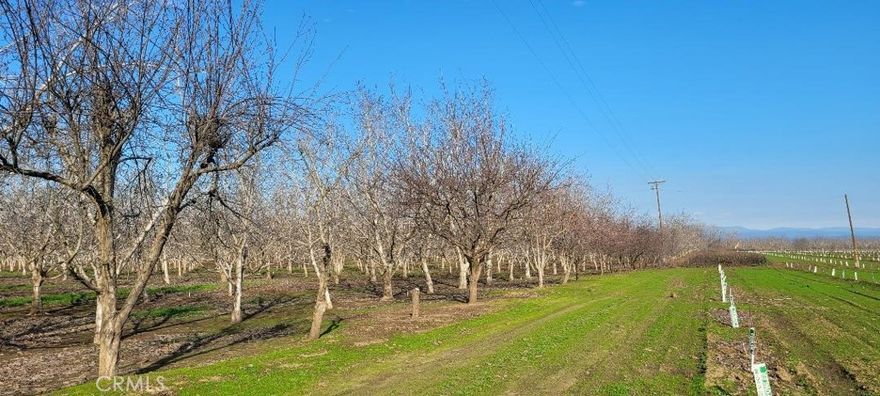 Prime Chico Orchard a Stones Throw away from Sacramento River. 36 Acres of Chandler Walnuts and 7 acres of Mission/Padre Almonds. 80 HP irrigation Well. Property has Solid Set Sprinkler System. Production Records Available. Hwy 32 South on River Road to Larkspur. 



2022 Crop= 67,300 lbs  2023 Crop= 98,246 lbs  2024 Crop = 80,000+ lbs