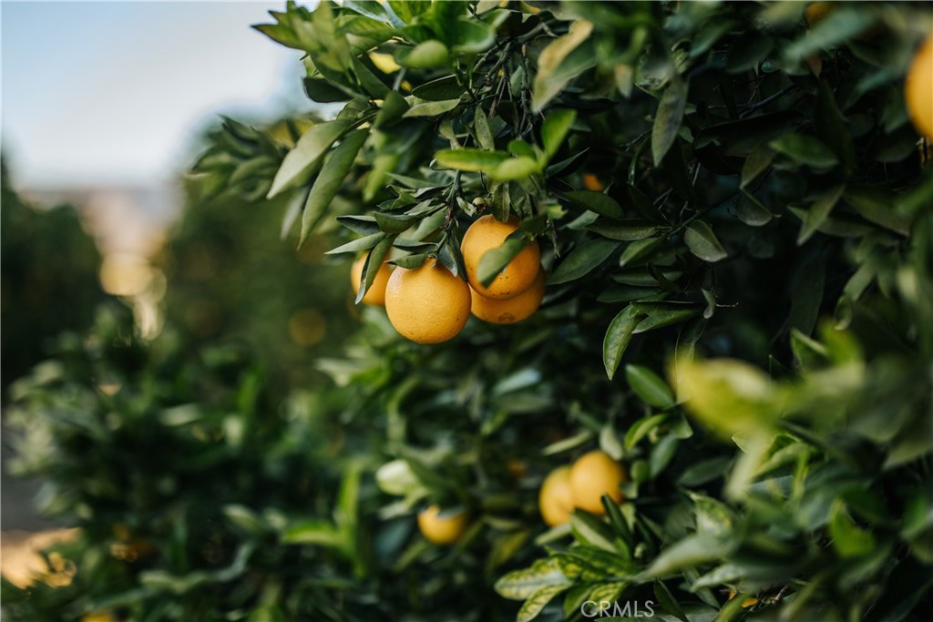 Rare Opportunity! Here’s your chance to own an incredible 9.1 ACRES of THRIVING CITRUS GROVES with its OWN WATER SOURCE. Current irrigation needs are easily met by running the well’s pump at ~75% capacity, pumping 400-500 gpm. Owning your own well allows for full control of watering schedules to meet the needs of the trees. Located in our prime agricultural area, this property is also surrounded by many luxury, grove homes. Whether your vision includes building your secluded dream home on-site, venturing into farming the land, or to expand your existing citrus operations, this grove is ready for you. Following the practices of Regenerative Citrus Farming, this grove is now thriving. This property is well on its way to being Certified Organic thanks to an enormous amount of work done by the current, conscientious and loving owners. The “Regenerative Farming” practices in use today are transforming the soil, rebuilding the ecosystem, and growing world-class, nutrient-dense fruit that fetched top dollar last season. Recent improvements include: Upgraded sprinkler/drip water system, New perimeter fencing installed with 5 gates, Proper fertilizing, Manually cleaned/cut weeds and vines 2-3 x a year, Cover crops planted as part of the regenerative process. Trees have also been Hedged, Topped and Skirted per best practices; Some new trees added (including some late Navels, Cara Cara, Valencias); Removal of dead trees. If preserving our local citrus heritage speaks to you, call today for information and private tour.