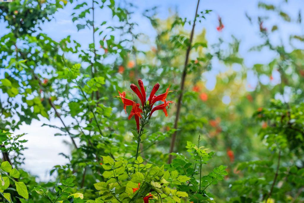 LIVERMORE DOWNS - Residential