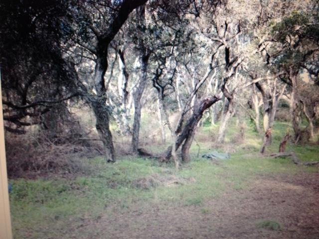 Semi secluded oak covered lot with a cleared and leveled building site. Water is from a shared well, no perc test required according to county for standard septic system, This is an easy to build on country property with great road frontage. Listing agent will assist his clients with planning and permitting.