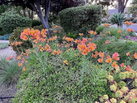 Tiny photo for 1770 Baden AVE, Grover Beach, CA 93433 (MLS # OC26184852)