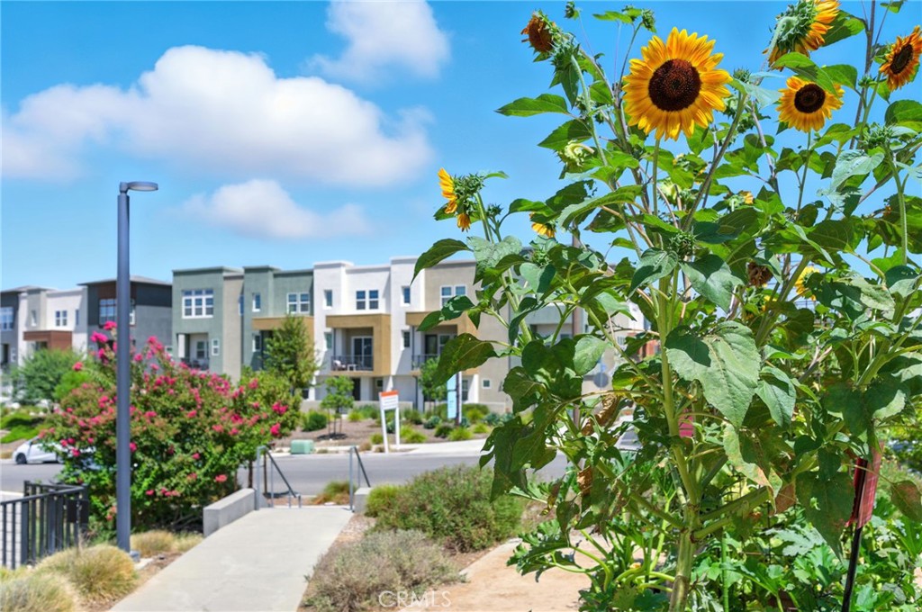 Rowan (ROWAN5P) - Residential