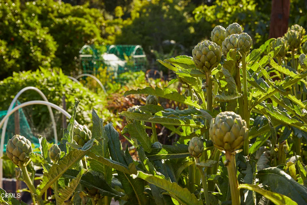 Santa Paula, California 93060, United States, 3 Bedrooms Bedrooms, ,3 BathroomsBathrooms,Residential,Active,153977