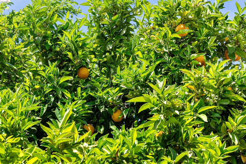 TARA HILLS - Residential