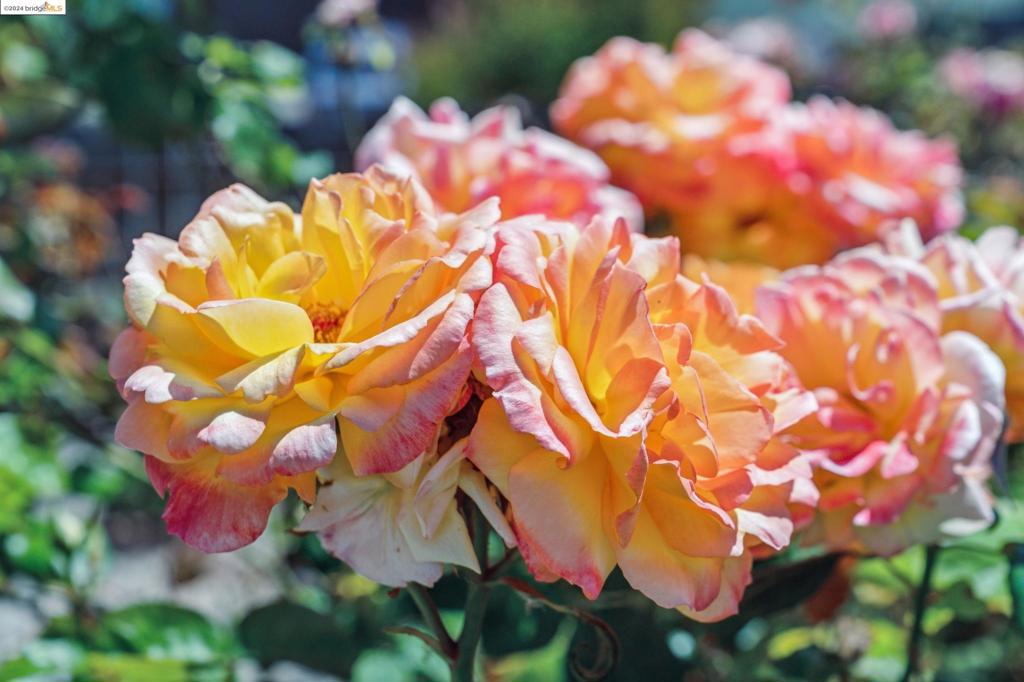 TARA HILLS - Residential