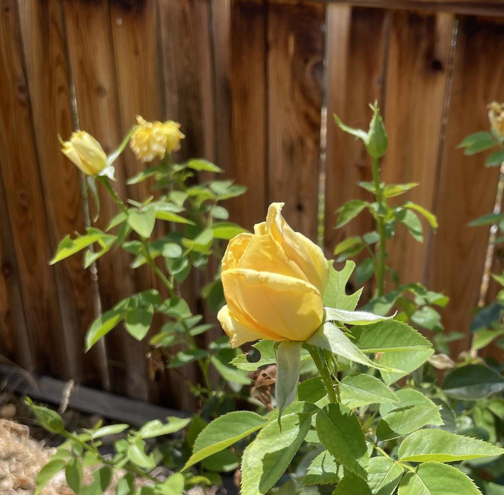 Not Applicable-1 - Residential