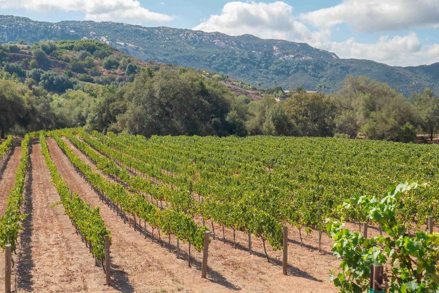 Introducing Whispering Ridge Vineyard – the vineyard you’ve been dreaming of.  This 20-acre, professionally managed property offers 10± acres of vineyard planted in 2019 — 50% Zinfandel and 50% Syrah — producing since 2021, with fruit sold to Temecula wineries. Another 10 acres are planted with certified organic lemons now in their first harvest. A 2" water meter with fully automated irrigation keeps everything running smoothly.  About 10± acres of flat, usable land provide valuable, buildable space for a future estate. The lot split is 85% complete and submitted to Riverside County, allowing the buyer to finish the process. Two house pads are planned, one with architectural plans ready.  Flat, usable land, a seasonal creek, and century-old oaks create a truly tranquil setting, with paved road access just minutes from Old Town Temecula and wine country. Make sure to check out the virtual tour and feel free to reach out directly or call your agent to view it today! **25% down financing source available**