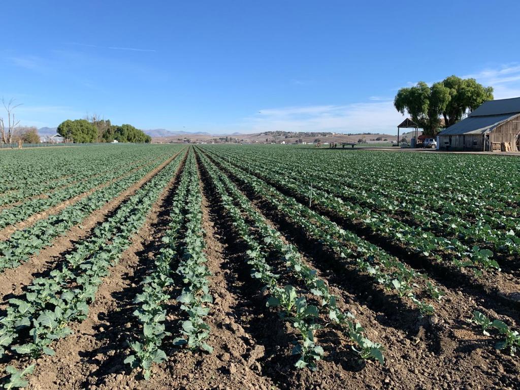 20 acres of Prime Agricultural and Certified Organic Land. This property is located in the heart of San Benito County, surrounded by picturesque hills and organic fields, and is less than two hours from the Bay Area or an hour's drive to the Monterey Bay Coast. Included are a 1900s farmhouse, barn, and additional structures for storage and farm equipment. Do NOT enter the grounds, and please get in touch with your Realtor for additional information & viewing.