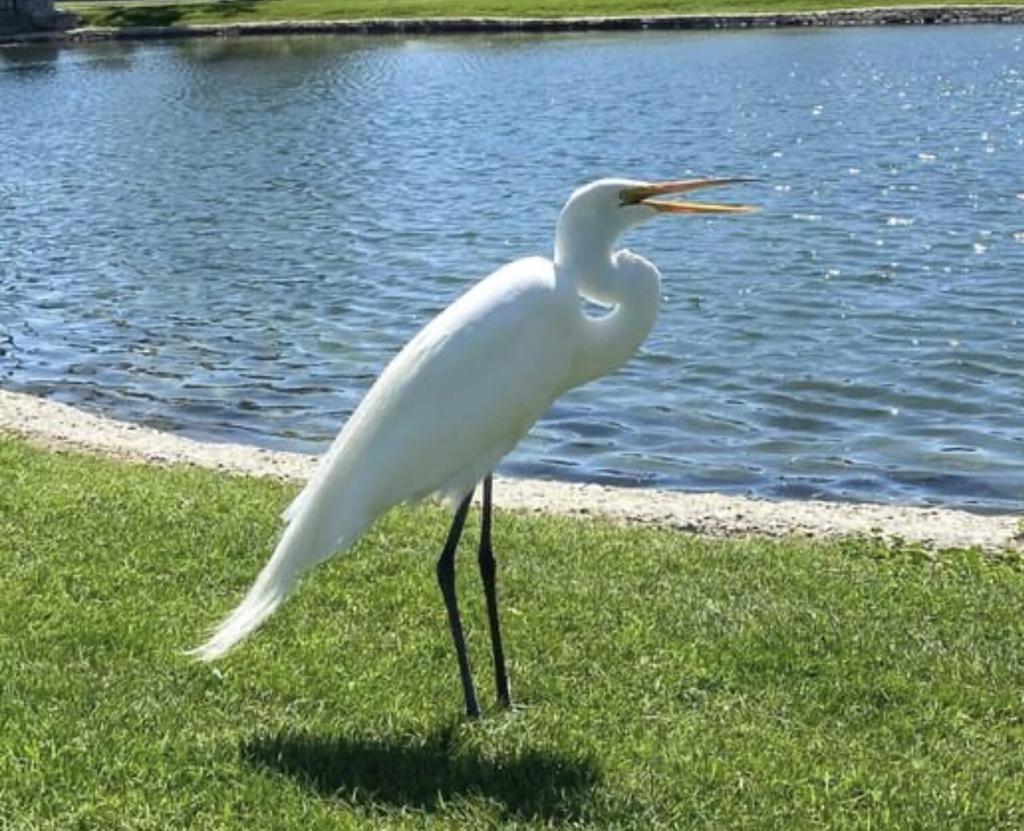 Not Applicable-1 - Manufactured In Park